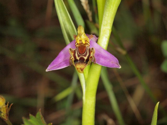 Ophrys apifera in boccio